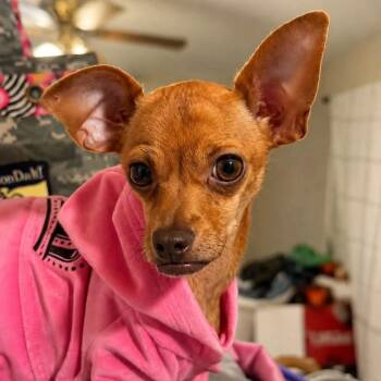 Ruby -  Chihuahua Dog for Adoption in Enterprise, Alabama - Ruby | PetCurious