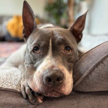 Rescue Pit Bull Terrier Dogs for Adoption in Chattanooga, Tennessee - Zeke | PetCurious
