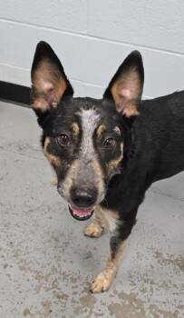 Australian Cattle Dog Blue Heeler Dogs Available for Adoption in Sacramento, California - Miss Eloise  | PetCurious