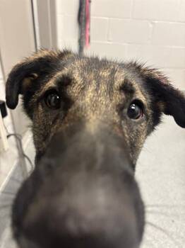 LONDON -  German Shepherd Dog Dog for Adoption in Indianapolis, Indiana - LONDON | PetCurious