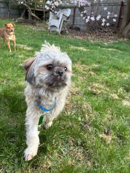 Shih Tzu Dogs Available for Adoption in Bowdoin, Maine - Olly | PetCurious