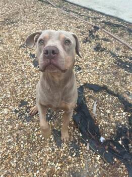 Mixed Breed Dogs Available for Adoption - RAMON | PetCurious