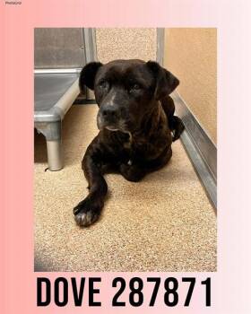 Mixed Breed Dogs Available for Adoption - DOVE | PetCurious