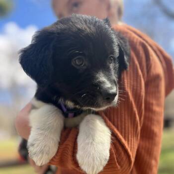 Mixed Breed Dogs Available for Adoption in West Olive, Michigan - Yam | PetCurious