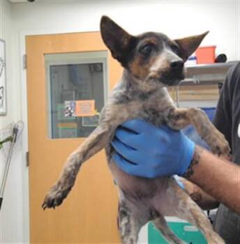 SHORTCAKE -  Australian Cattle Dog Blue Heeler and Mixed Breed Dog for Adoption in Albuquerque, New Mexico - SHORTCAKE | PetCurious