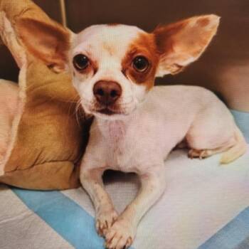 Gizmo -  Chihuahua and Mixed Breed Dog for Adoption in Park Row, Texas - Gizmo | PetCurious
