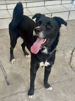 Border Collie and Labrador Retriever Dogs Available for Adoption - Prince Charming | PetCurious