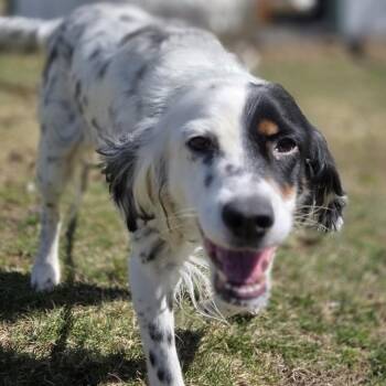 English Setter Dogs Available for Adoption - Leela | PetCurious