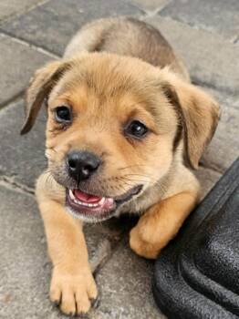 Mixed Breed Dogs Available for Adoption in Mesa, Arizona - Rumi | PetCurious