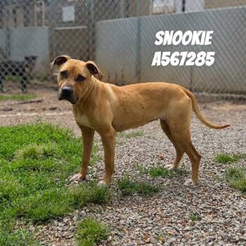 Pit Bull Terrier and Mixed Breed Dogs Available for Adoption - SNOOKIE | PetCurious
