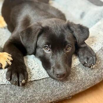 Labrador Retriever Dogs Available for Adoption - Kit | PetCurious