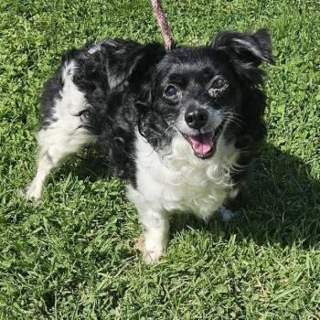 ROXY -  Chihuahua Dog for Adoption in Camarillo, California - ROXY | PetCurious