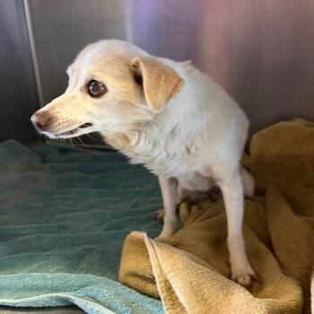 IVHS-Stray-143962 -  Chihuahua Dog for Adoption in San Gabriel, California - IVHS-Stray-143962 | PetCurious