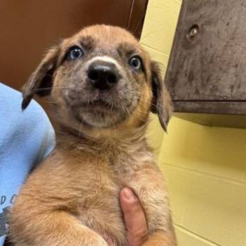 Jacks*Avail 10/24 at Biddeford PetSmart* -  Cattle Dog and Mixed Breed Dog for Adoption in Kennebunk, Maine - Jacks*Avail 10/24 At Biddeford PetSmart* | PetCurious