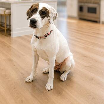 Patch -  Catahoula Leopard Dog and Mixed Breed Dog for Adoption in Phoenix, Arizona - Patch | PetCurious