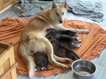 Venus (the Goddess of beauty) -  Husky and Spitz Dog for Adoption in Holly Springs, North Carolina - Venus (the Goddess Of Beauty) | PetCurious