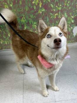 Siberian Husky and Mixed Breed Dogs Available for Adoption in San Antonio, Texas - Reputation | PetCurious