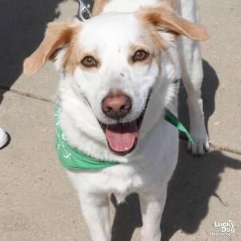 Shepherd and Hound Dogs Available for Adoption - Hatchi | PetCurious