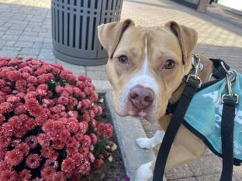 Rescue Pit Bull Terrier and Mixed Breed Dogs for Adoption in Westland, Michigan - Caramel Apple | PetCurious