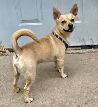Rescue Chihuahua and Terrier Dogs for Adoption in Shorewood, Illinois - Chewy | PetCurious