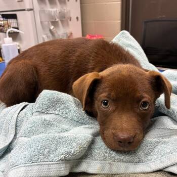 Labrador Retriever Dogs Available for Adoption in Hinesville, Georgia - Hazel | PetCurious