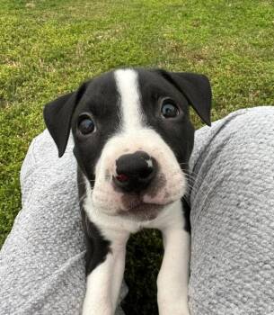 Pit Bull Terrier and Mixed Breed Dogs Available for Adoption in Fayetteville, Arkansas - Buttercup | PetCurious