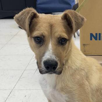 Carl Wayne -  Shepherd and Mixed Breed Dog for Adoption in Jacksonville, Arkansas - Carl Wayne | PetCurious