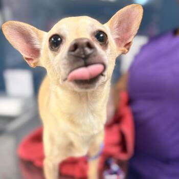 Butter -  Chihuahua Dog for Adoption in Newark, New Jersey - Butter | PetCurious