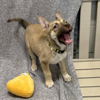Hera -  German Shepherd Dog and Mixed Breed Dog for Adoption in Beaumont, Texas - Hera | PetCurious
