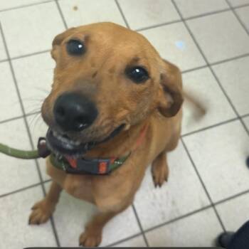 Mixed Breed Dogs Available for Adoption in Charleston, West Virginia - Collie | PetCurious