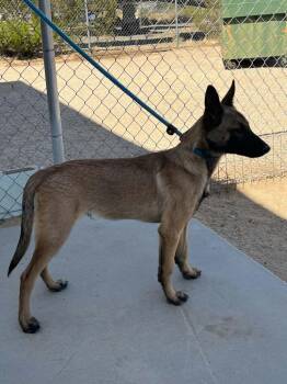 Arnold -  Belgian Shepherd Sheepdog and German Shepherd Dog Dog for Adoption in California City, California - Arnold | PetCurious