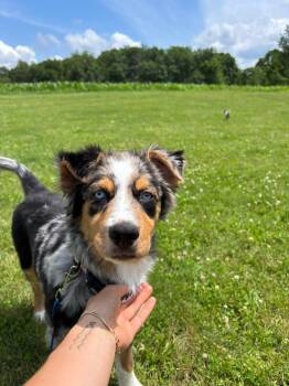 Skai - In Foster -  Australian Shepherd Dog for Adoption in Kalamazoo, Michigan - Skai - In Foster | PetCurious