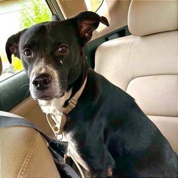 Dutchess -  Border Collie and Mixed Breed Dog for Adoption in Brock, Texas - Dutchess | PetCurious