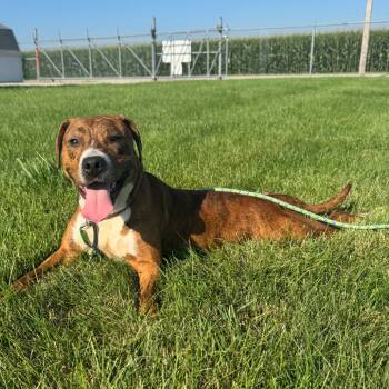 Rescue Pit Bull Terrier Dogs for Adoption - Nike | PetCurious