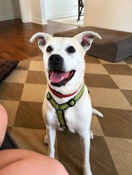SADIE -  Yellow Labrador Retriever and Mountain Cur Dog for Adoption in Lakesite, Tennessee - SADIE | PetCurious