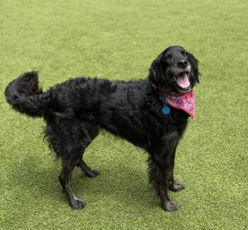 Kae -  Mixed Breed Dog for Adoption in Sandy Springs, Georgia - Kae | PetCurious
