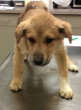 Rescue Shepherd Dogs for Adoption in Elizabethtown, Kentucky - Venus | PetCurious