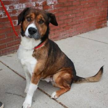 Mixed Breed Dogs Available for Adoption in Richmond, Virginia - Boomer | PetCurious