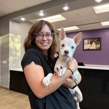 Rescue Cattle Dog Dogs for Adoption in San Antonio, Texas - Belle | PetCurious