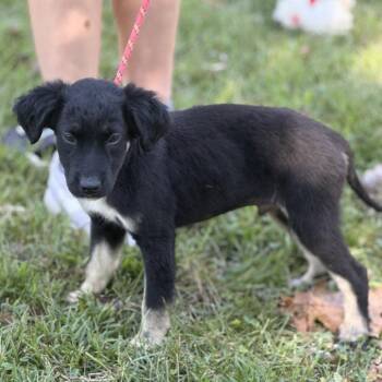 Martin -  Shepherd Dog for Adoption in Locust Fork, Alabama - Martin | PetCurious