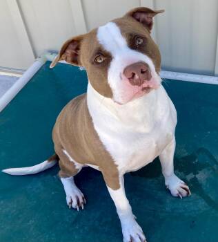 Pit Bull Terrier Dogs Available for Adoption in Sandusky, Michigan - Sienna | PetCurious