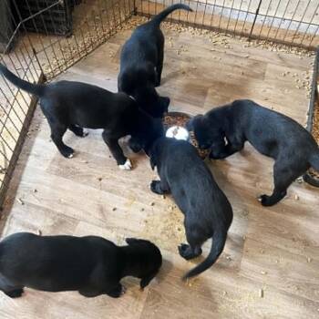 Posh Spice -  Black Labrador Retriever Dog for Adoption in Nashville, Tennessee - Posh Spice | PetCurious