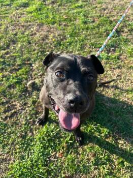 Pit Bull Terrier Dogs Available for Adoption in Johnson City, Tennessee - Ceasar/Charles | PetCurious