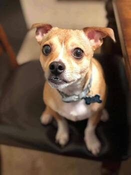 Rescue Chihuahua Dogs for Adoption in Brookshire, Texas - Saul | PetCurious