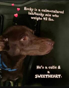 Chocolate Labrador Retriever Dogs Available for Adoption in Plano, Texas - Rocky | PetCurious