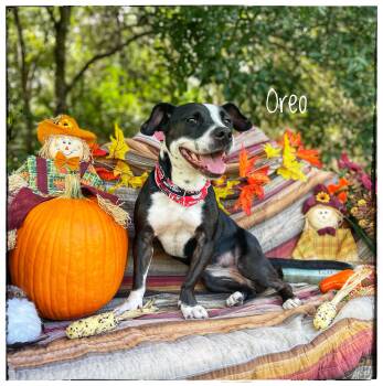 Oreo -  Pit Bull Terrier and Basset Hound Dog for Adoption in Sebring, Florida - Oreo | PetCurious