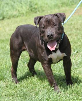Pit Bull Terrier Dogs Available for Adoption in Marietta, Ohio - Hades (Photos 5/8/2026) | PetCurious