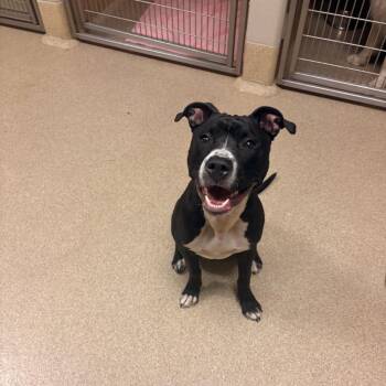Batavia -  Pit Bull Terrier and Mixed Breed Dog for Adoption in Bristol, Indiana - Batavia | PetCurious