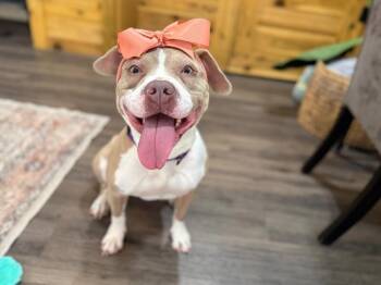 Staffordshire Bull Terrier Dogs Available for Adoption - Zoey Playful Easy Going Gal | PetCurious