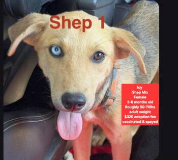 Icy -  Shepherd Dog for Adoption in Oviedo, Florida - Icy | PetCurious